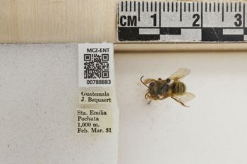 Media type: image;   Entomology 788883 Aspect: Labels